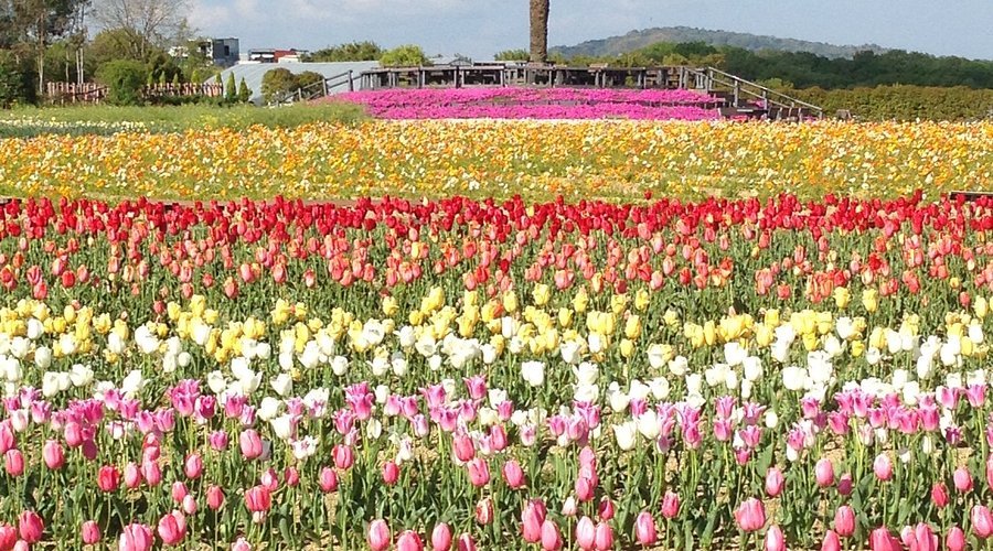 🌸 이즈미 리사이클 환경 공원(이즈미 리사이쿠루 칸쿄 코엔) 이미지 4